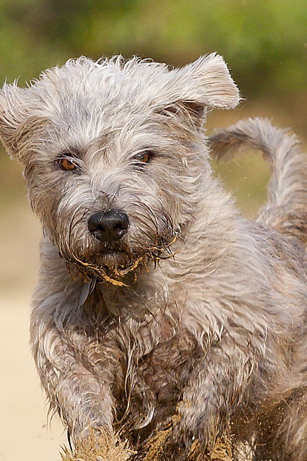 Glen-of-Imaal-Terrier.jpg 19