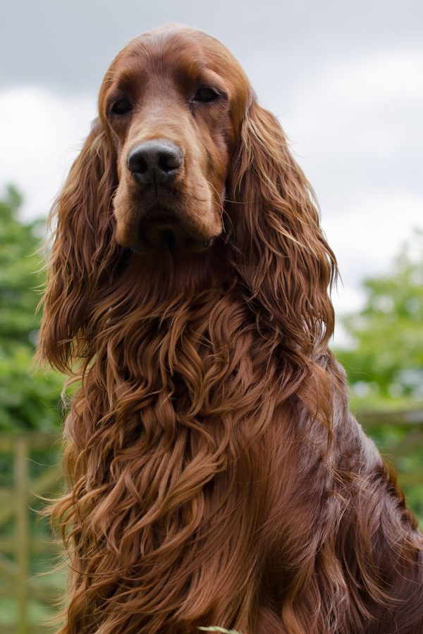 Irish-Setter.jpg 20