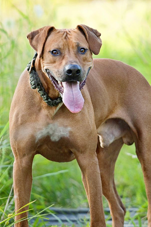 Rhodesian-Ridgeback.jpg 22