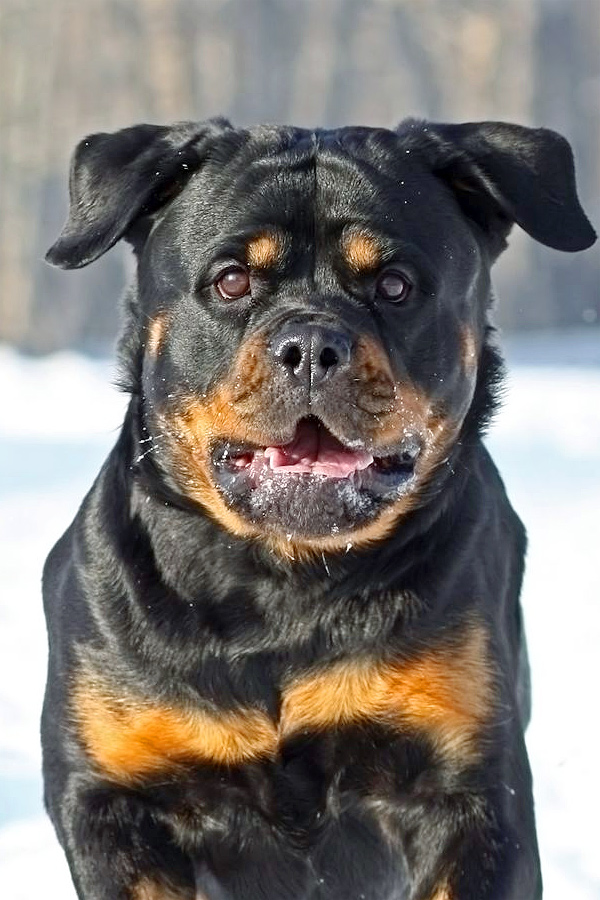 Rottweiler.jpg 24