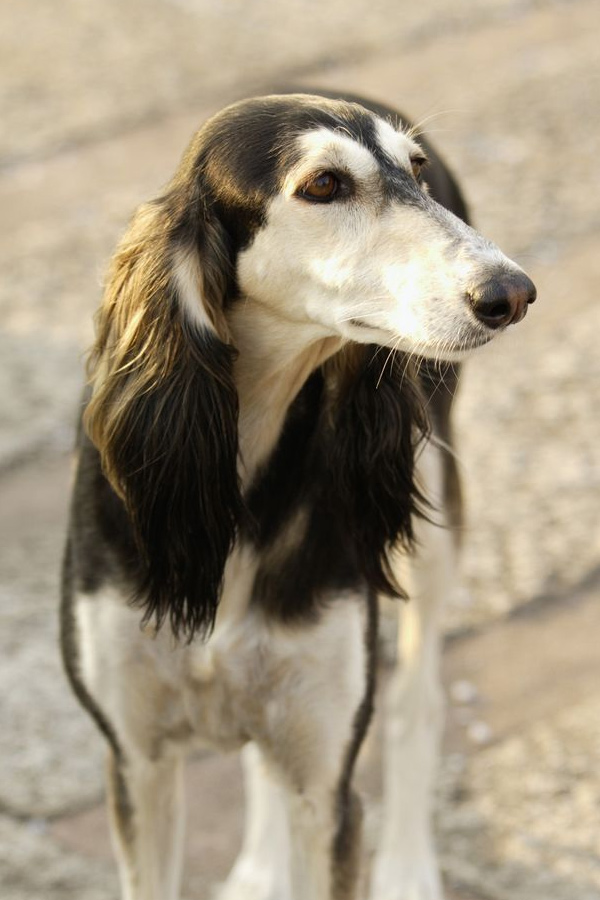 Saluki.jpg 25