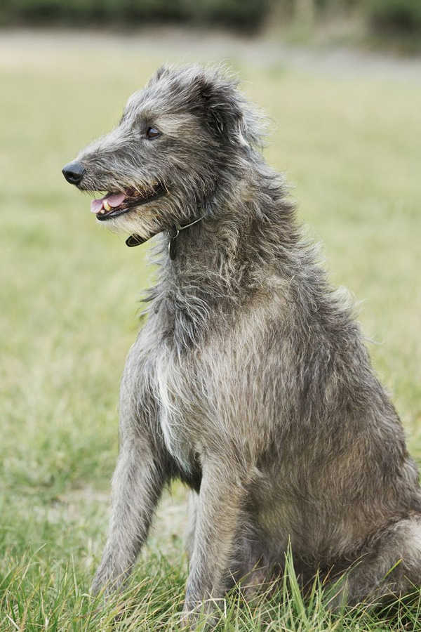 Scottish-Deerhound.jpg 26