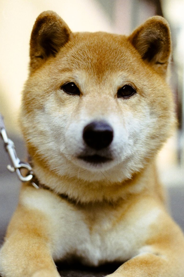 Shiba-Inu.jpg 27