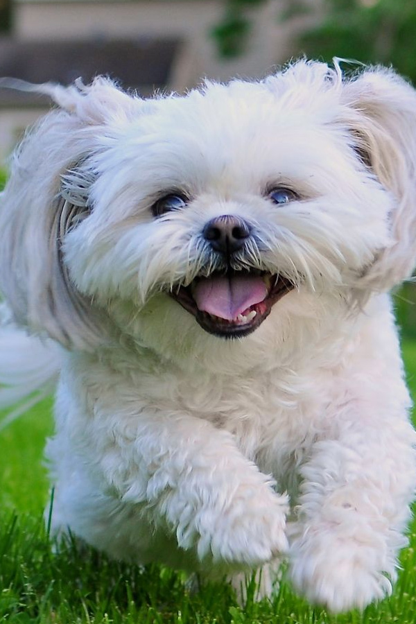 Shih-Tzu.jpg 28