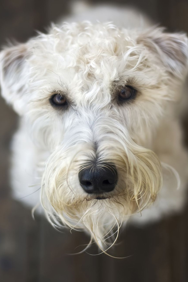 Soft-Coated-Wheaten-Terrier.jpg 29
