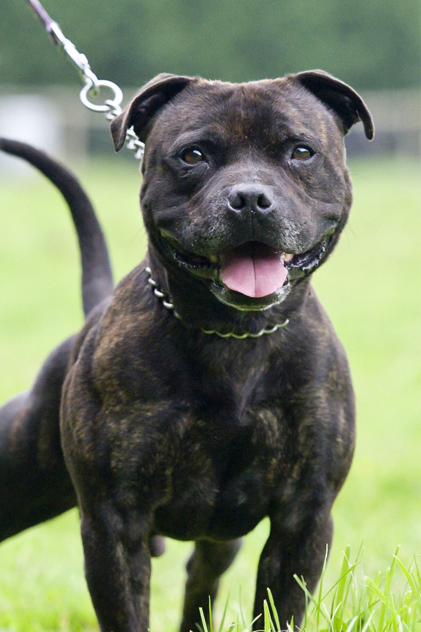 Staffordshire-Bull-Terrier.jpg 30