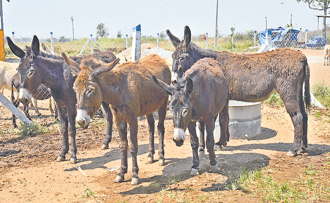 donkey.jpg