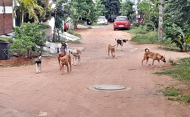 DOGS.jpg