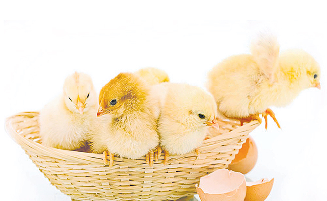 EGGS1.jpg