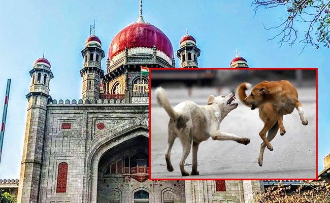 Telangana_HC_Stray_Dog_Case_1.jpg