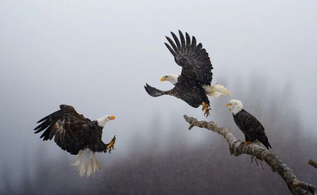 eagle.jpg