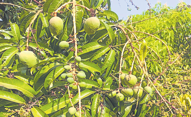 mango.jpg