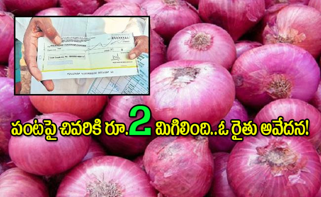 onions5.jpg