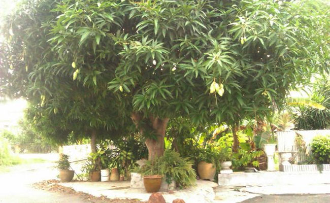 tree.jpg