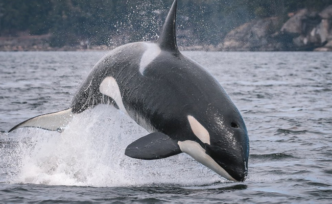 whale7.jpg