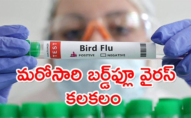 Bird-Flu.jpg
