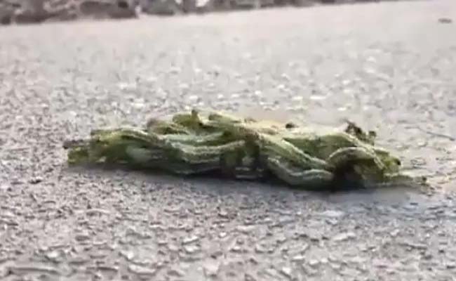 caterpillars.jpg