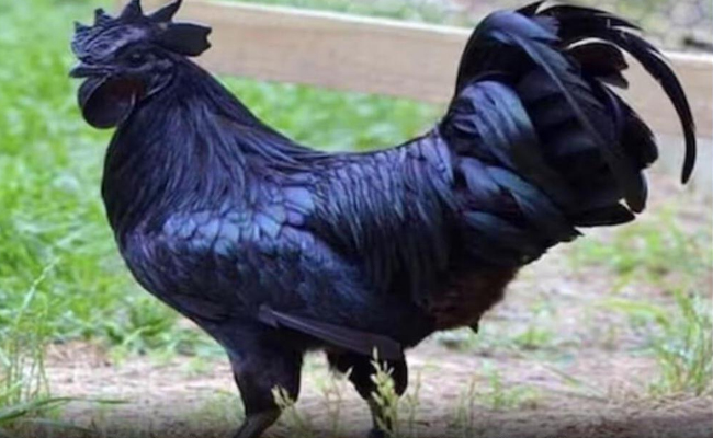bird-flu.jpg
