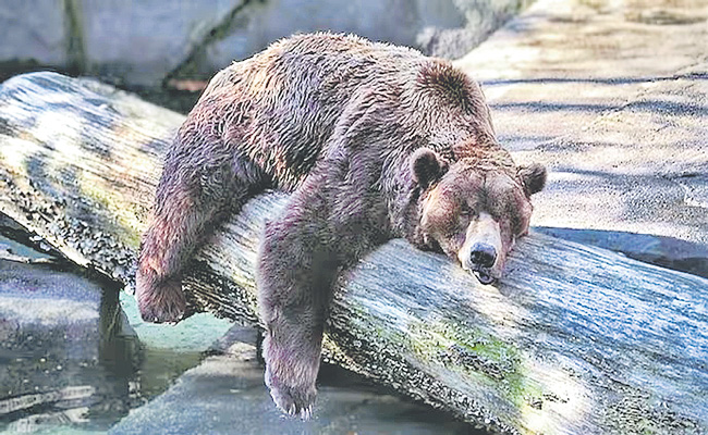 BEAR.jpg