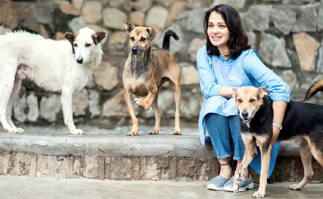 Dogs_0.jpg