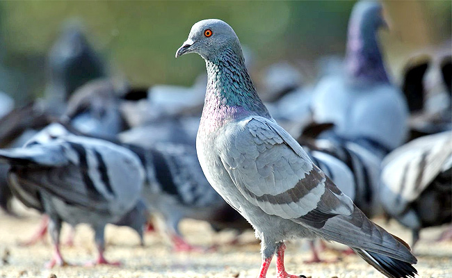 Pigeon.jpg