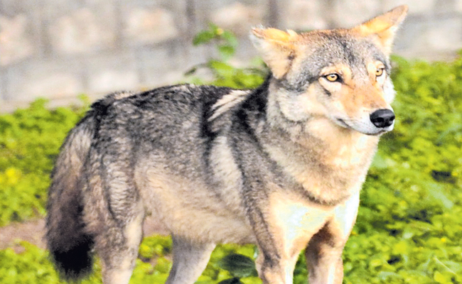 wolves.jpg