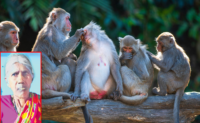 monkeys-attak.jpg