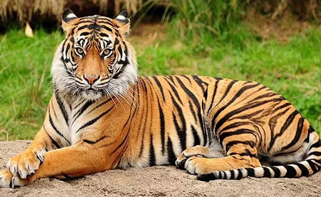 tigers.jpg
