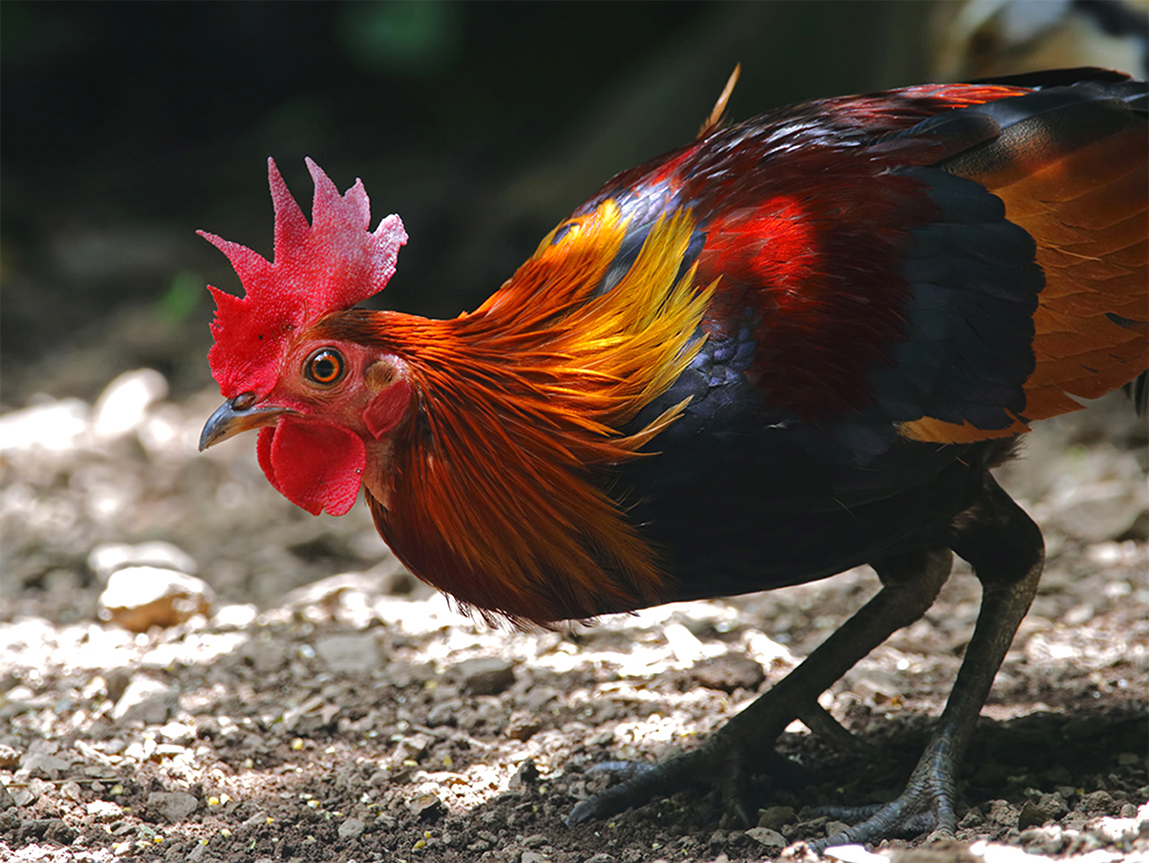 001_20Chicken.jpg 2