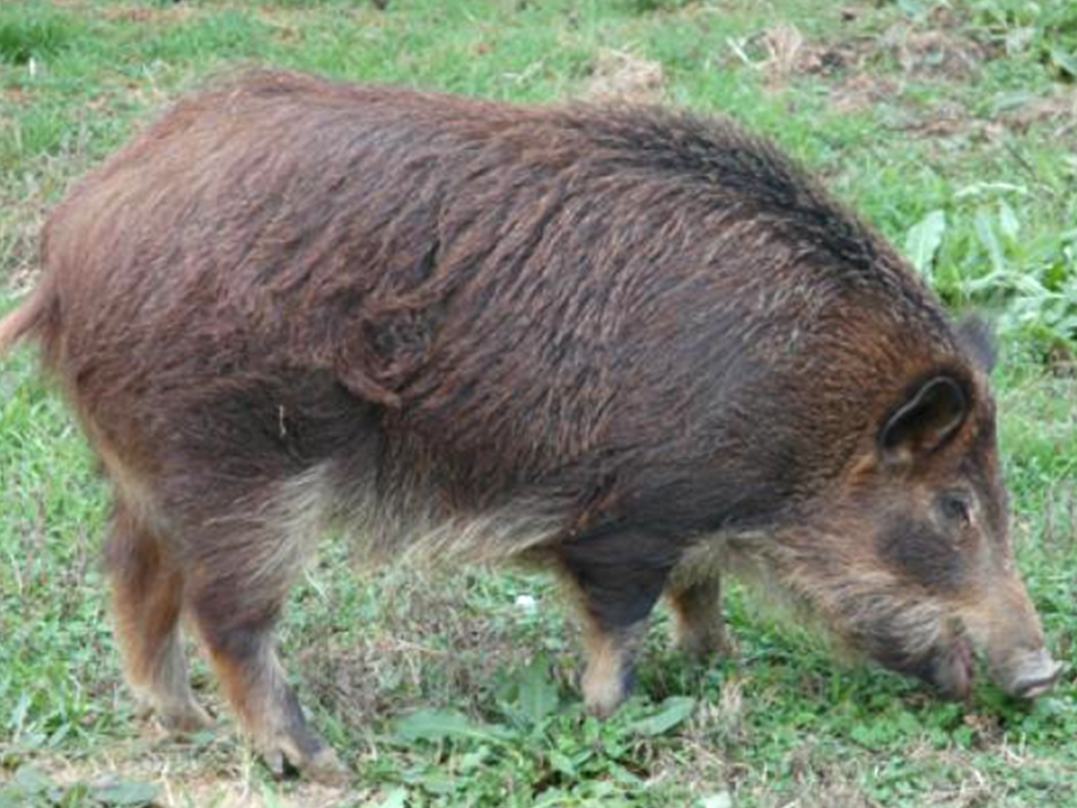 002_20Pig.jpg 3