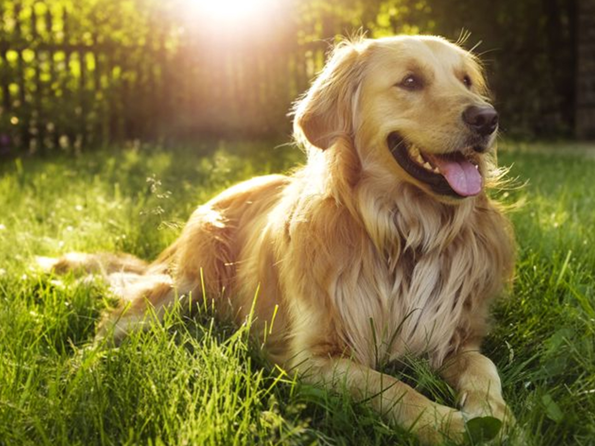 003_20Dog.jpg 4