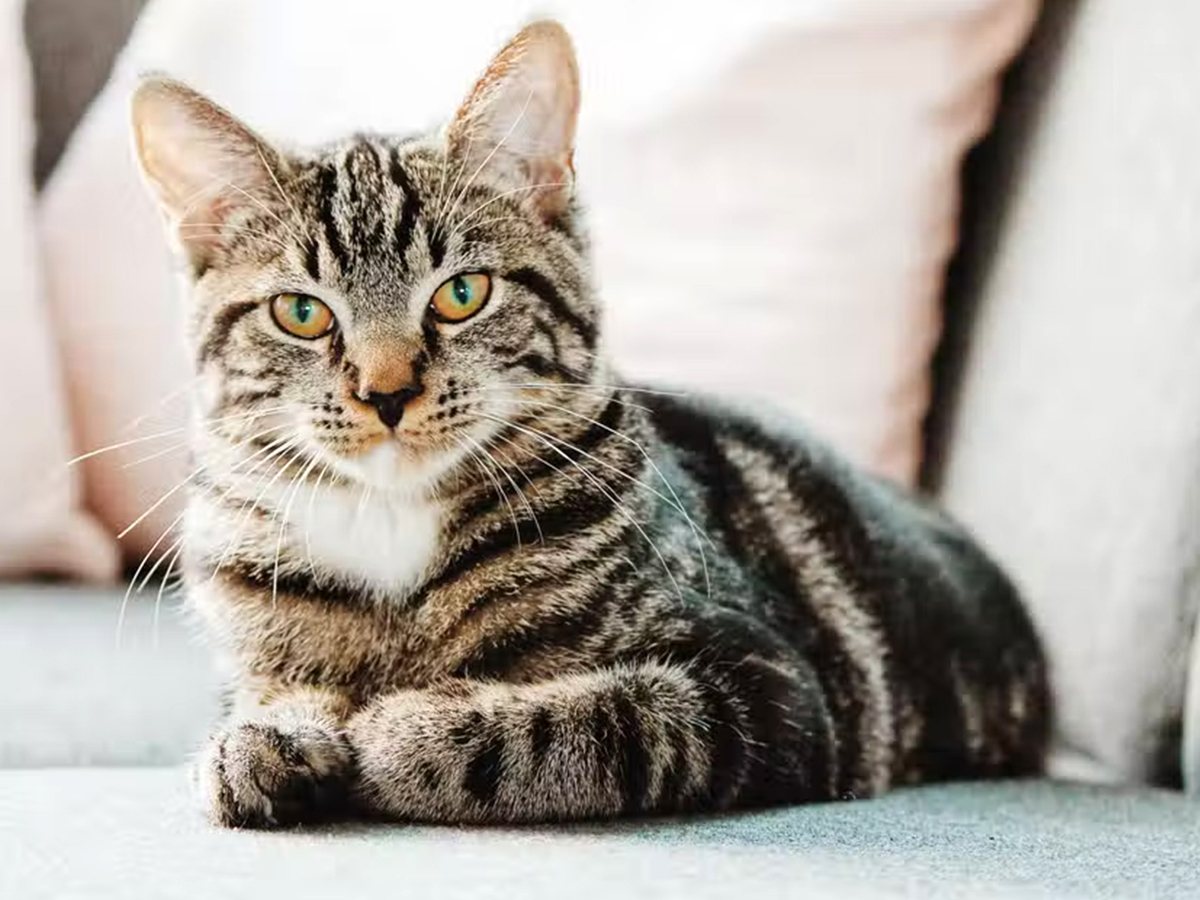 004_20Cat.jpg 5