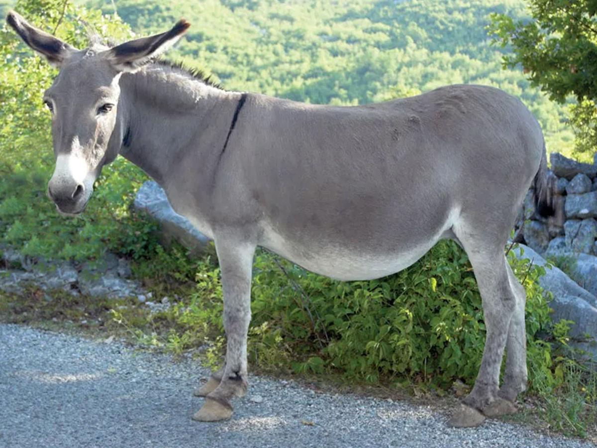 005_20Donkey.jpg 6