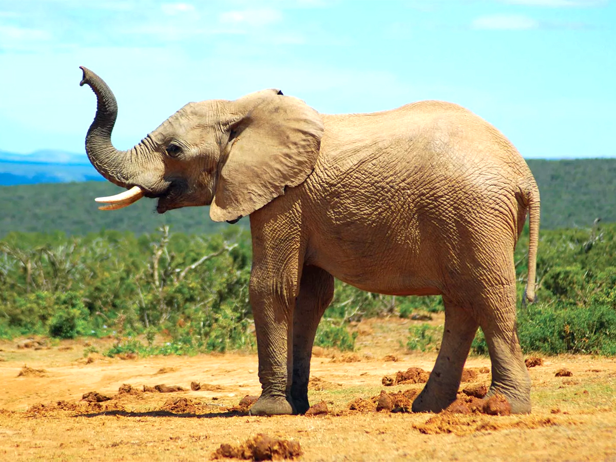 006_20Elephant.jpg 7