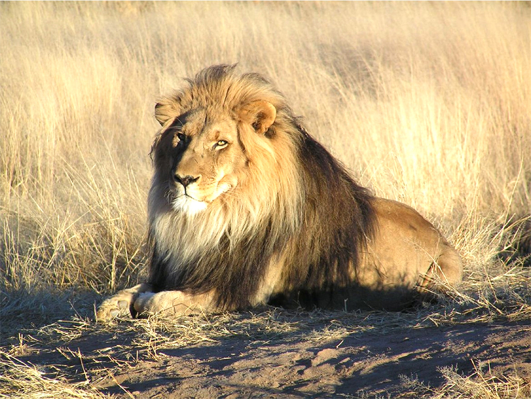 007_20Lion.jpg 8