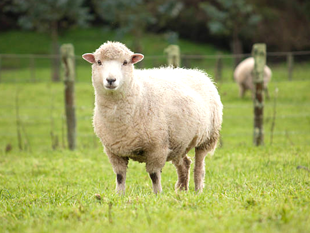 008_20Sheep.jpg 9