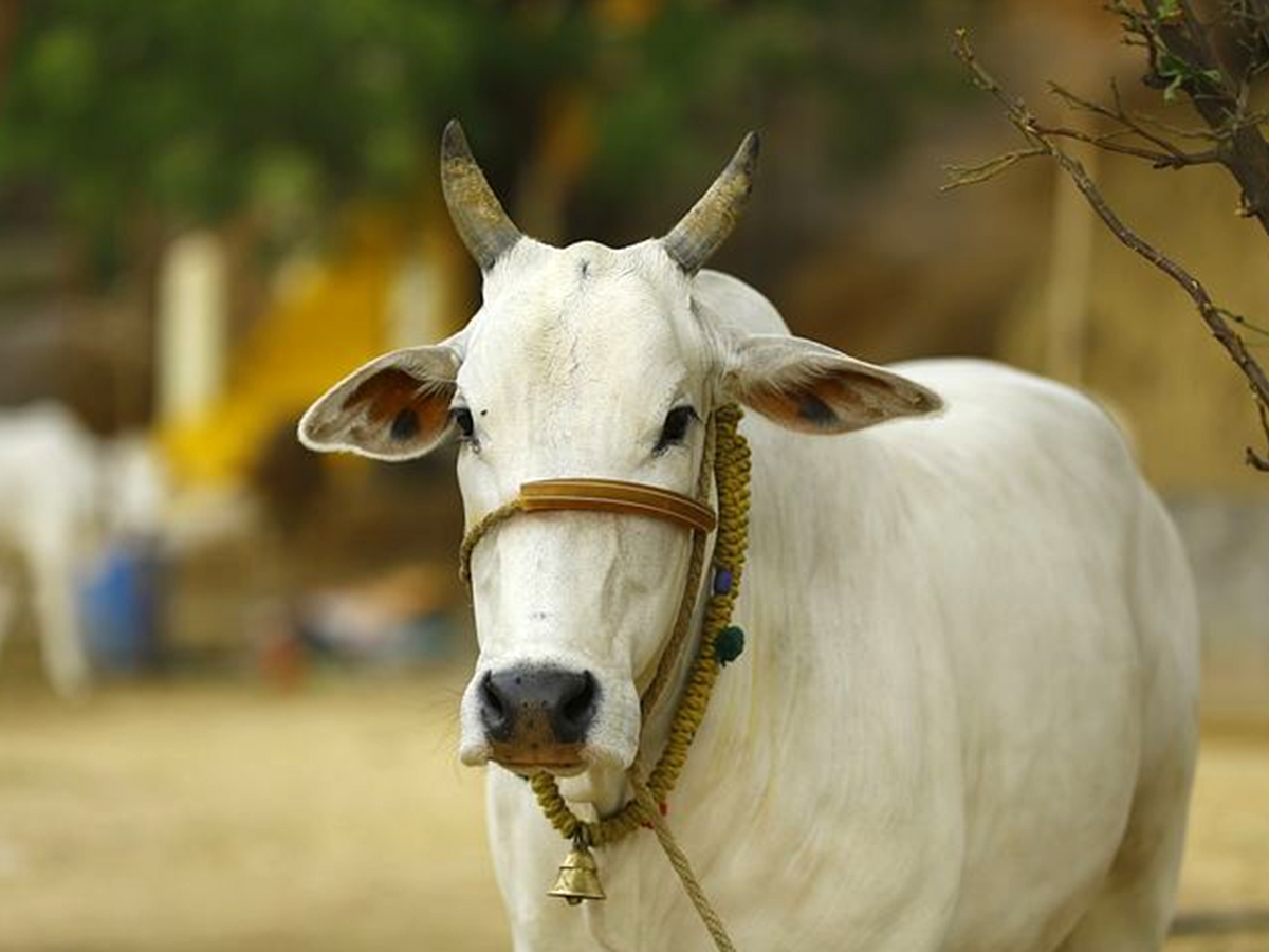 009_20Cow.jpg 10