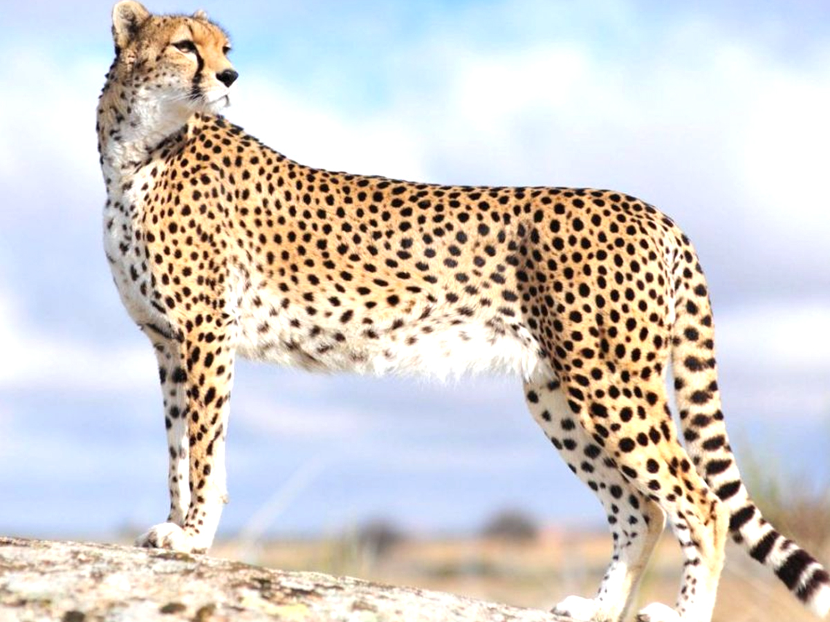 010_20Cheetah.jpg 11