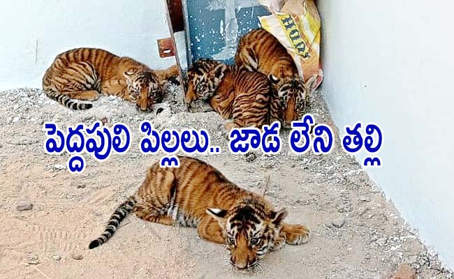 Tigar_202.jpg