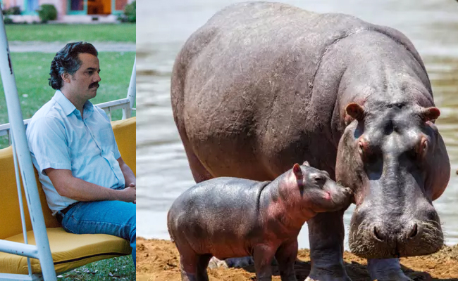 Pablo-Escobar-Hippos.jpg