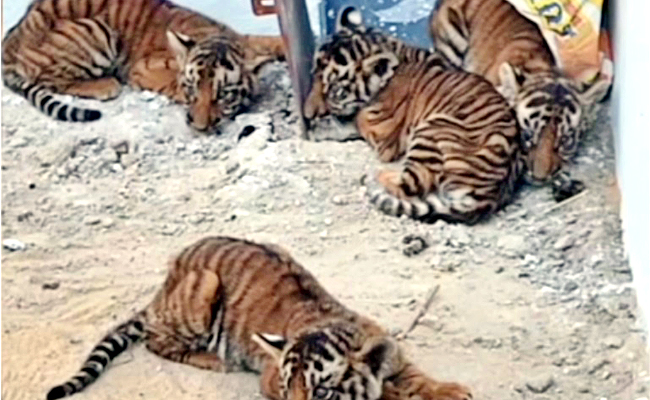 Tiger.jpg