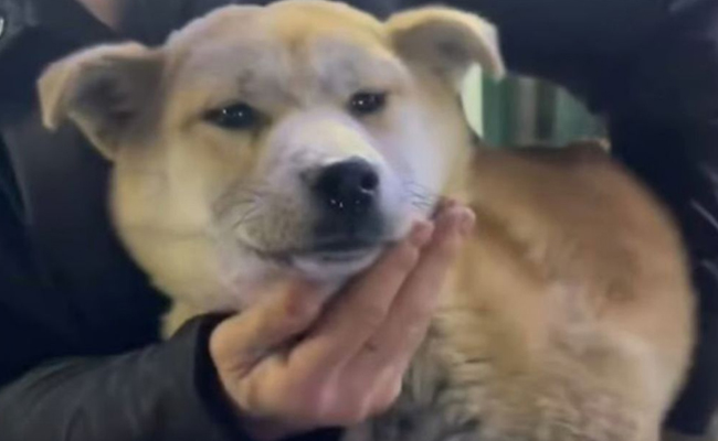 dogs.jpg