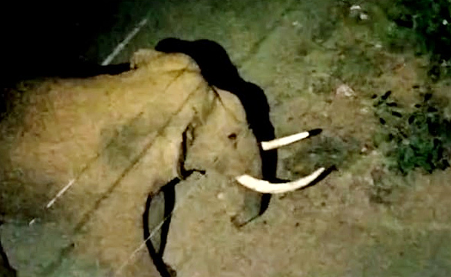Elephants3.jpg