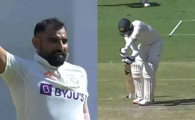 shami.jpg