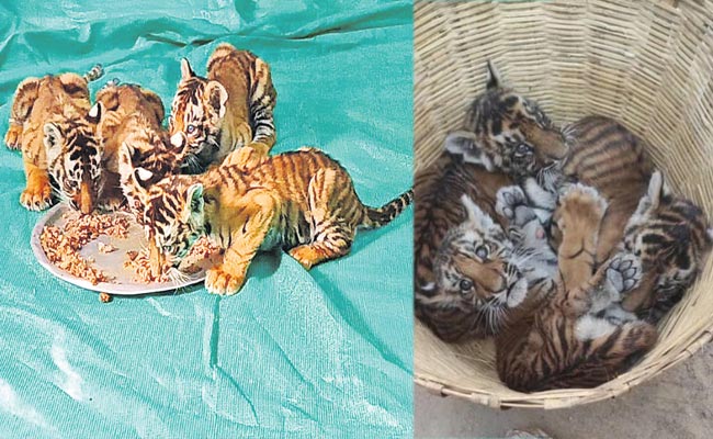tiger-cubs.jpg