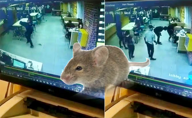 Rat.jpg