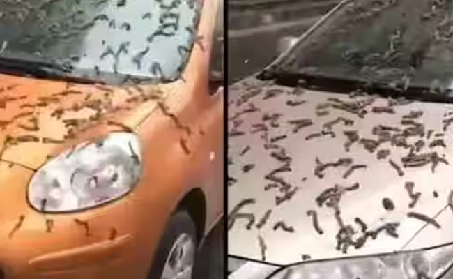 worms-rain.jpg