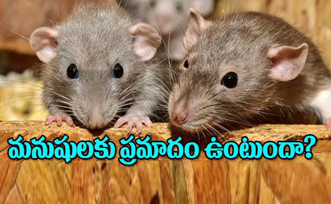 Rats12.jpg