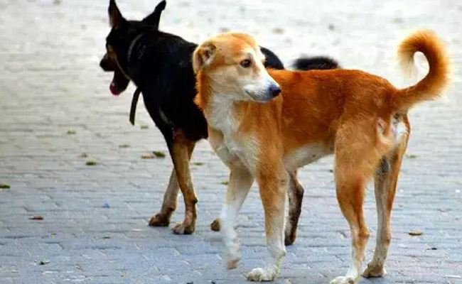 dogs.jpg