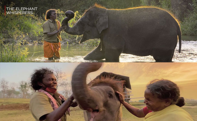 elephant.jpg